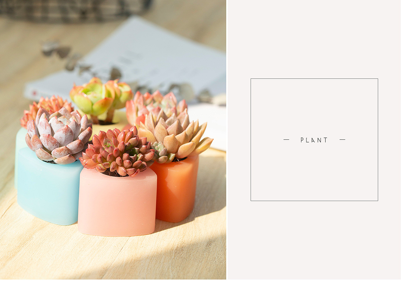 三款INS风家居无土栽培多肉植物-产品摄影（图ZMTMzNTk2NDk2） - 产品摄影 - 站酷设计师Pazza大安原创素材 - 站酷ZCOOL