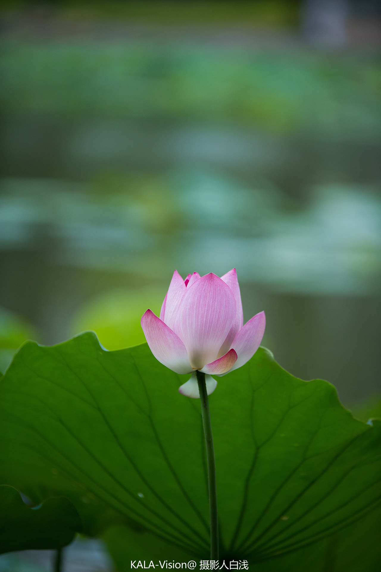 荷花（图ZMTE2OTgzOTMy） - 产品摄影 - 站酷设计师sz白浅原创素材 - 站酷ZCOOL