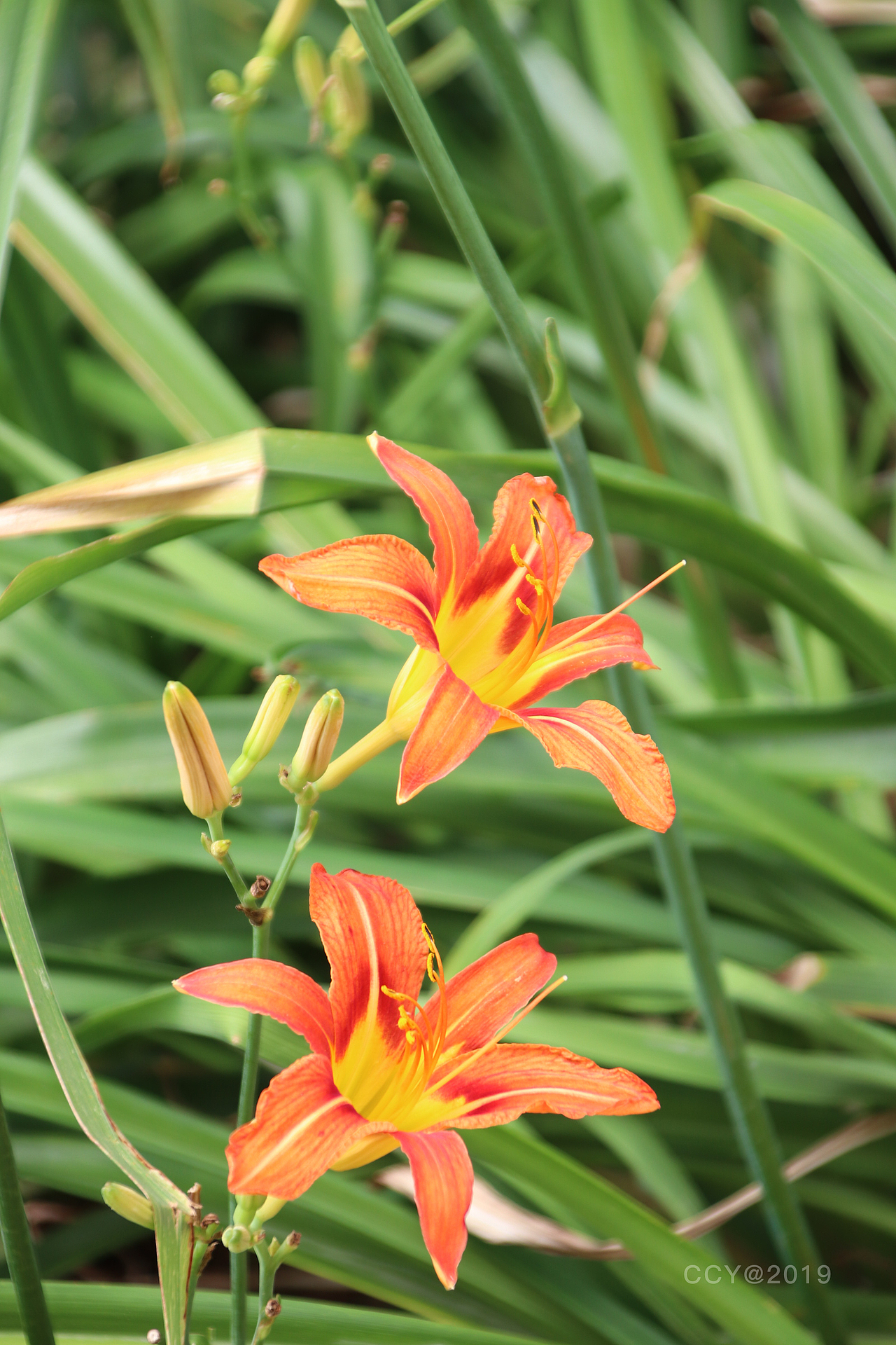 黄花萱草（图ZMTYzOTkxNTc2） - 产品摄影 - 站酷设计师CCY_西原创素材 - 站酷ZCOOL