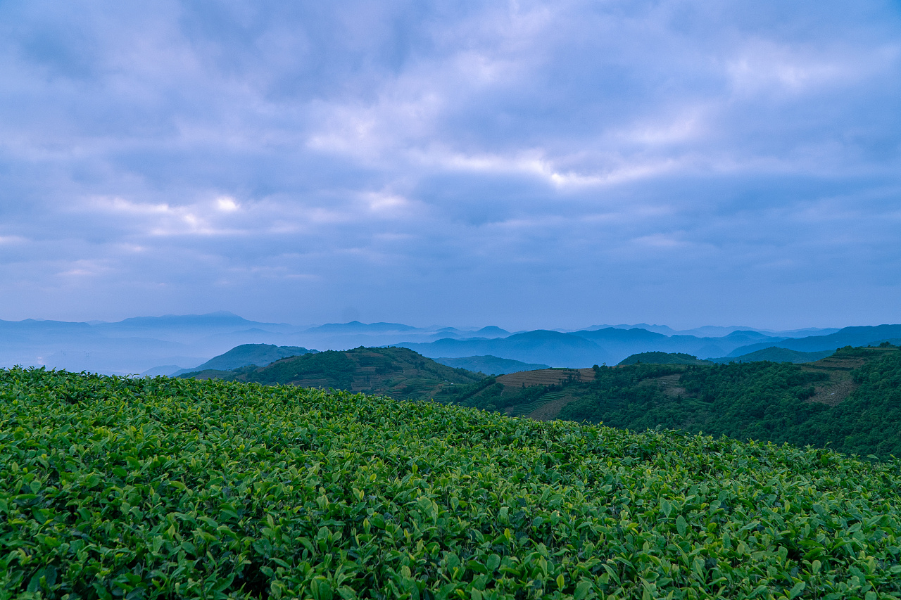 面朝大海的福鼎茶园