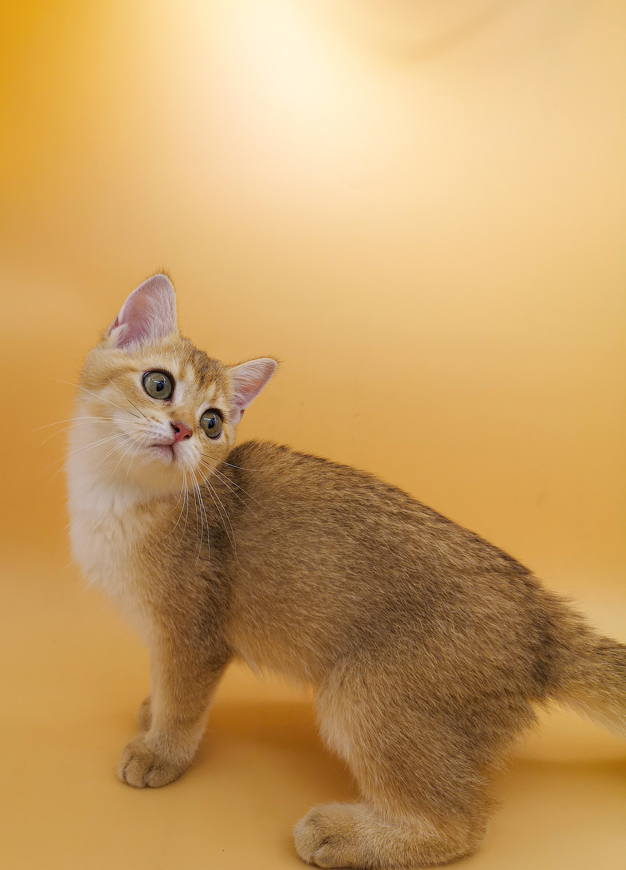 家有宠猫 金渐层