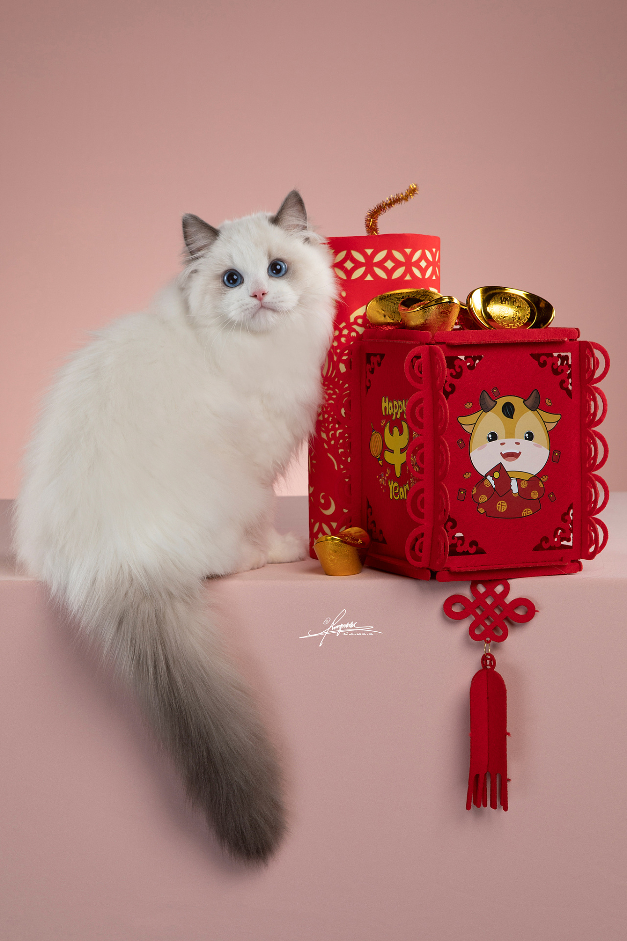 布偶猫|摄影|宠物摄影|amyworks赛猫摄影 - 原创作品 - 站酷 (zcool)