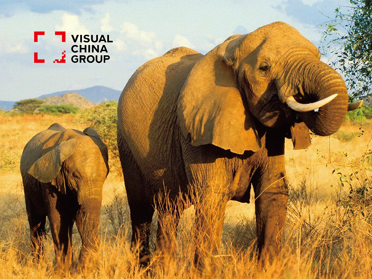 视觉中国标志升级（图ZNDAzNzMzOTI=） - Logo - 站酷设计师翼虎设计原创素材 - 站酷ZCOOL