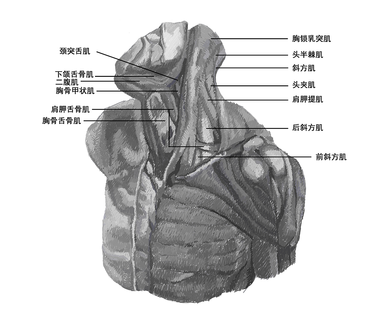 人頭插畫(huà)（圖ZMTQ0Mjk2NTE2） - 創(chuàng)作習(xí)作 - 站酷設(shè)計(jì)師緣泣腥蠛原創(chuàng)素材 - 站酷ZCOOL