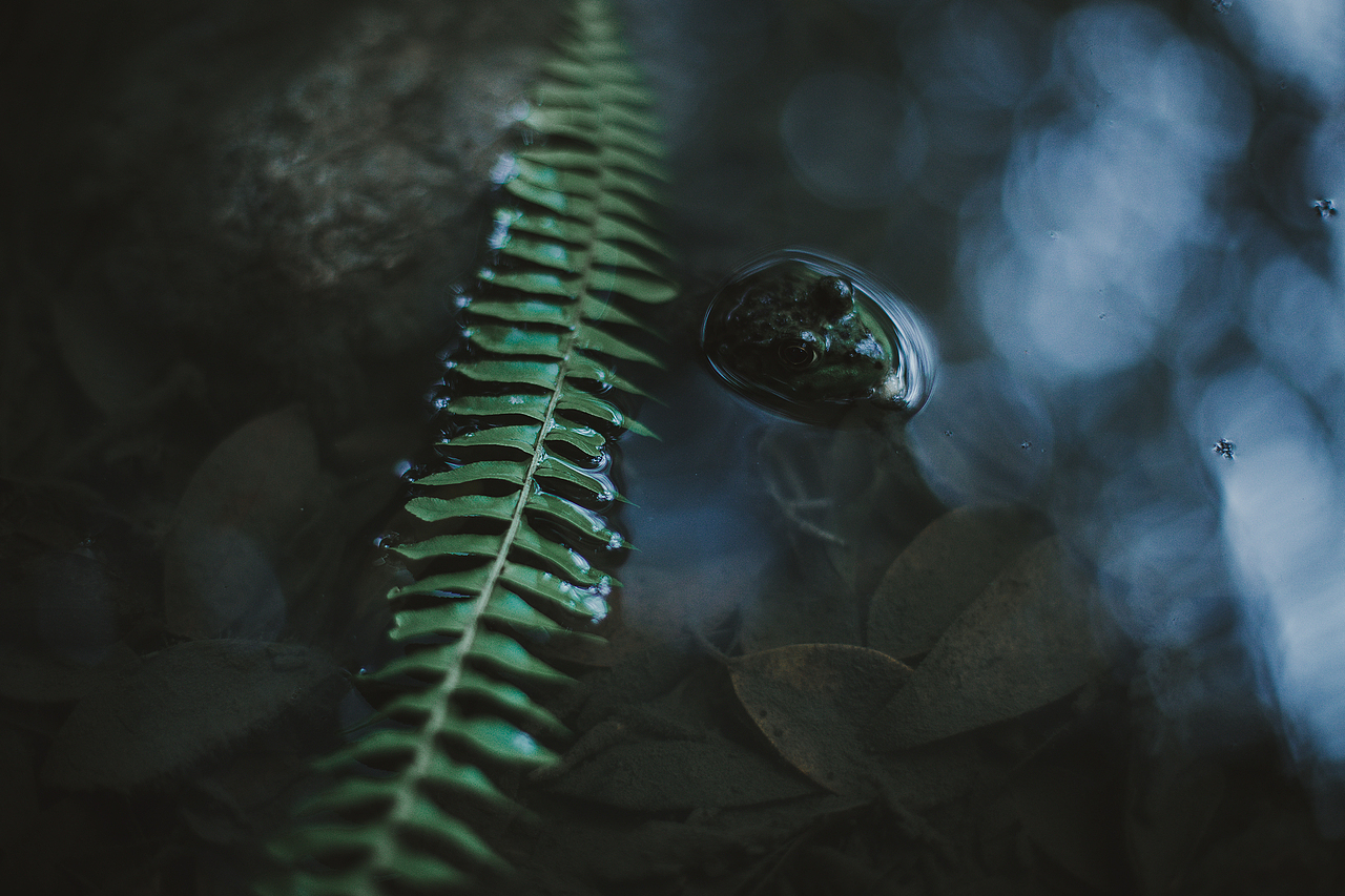 雨幽清话，院静销夏（图ZMTIzMjI3NDA4） - 人文/纪实摄影 - 站酷设计师摄影师班班原创素材 - 站酷ZCOOL