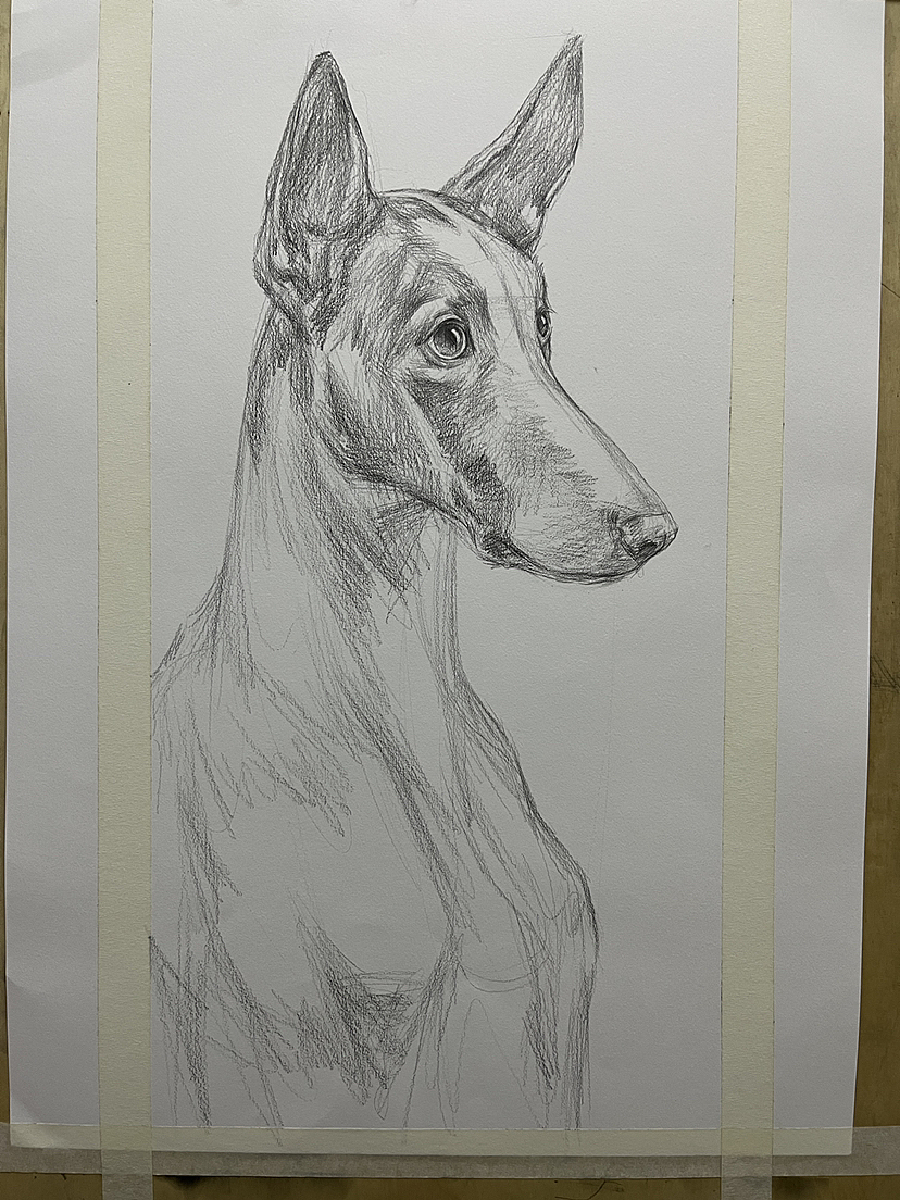 画了一条不知道叫什么的狗！（图ZMzM2NDcwMTg4） - 绘画 - 站酷设计师唐老师的素描课堂原创素材 - 站酷ZCOOL