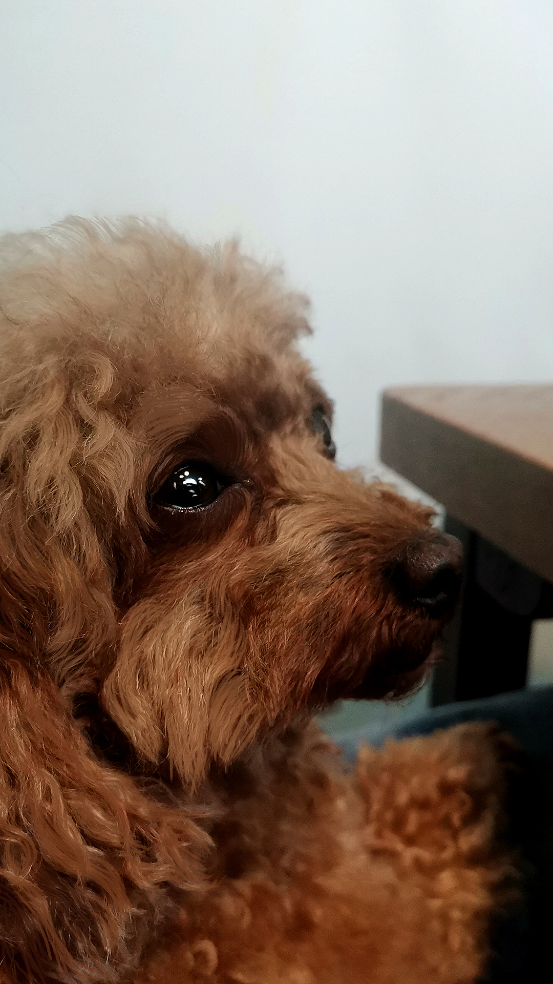 一张图片一张海报（图ZMjUxNTQxMjk2） - 海报 - 站酷设计师一块蒟蒻原创素材 - 站酷ZCOOL