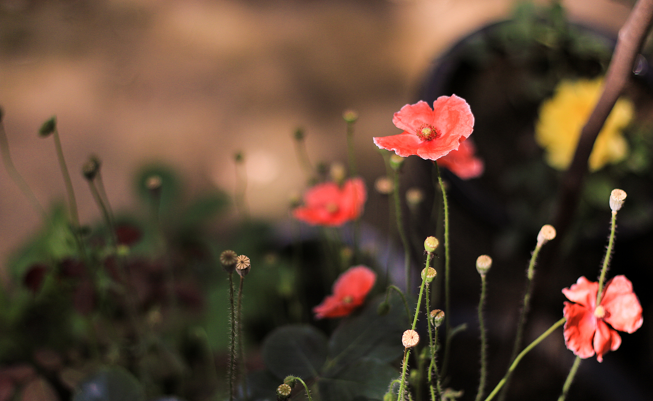 古色（图ZNDk5NDYxODA=） - 其他摄影 - 站酷设计师Walker_Man原创素材 - 站酷ZCOOL