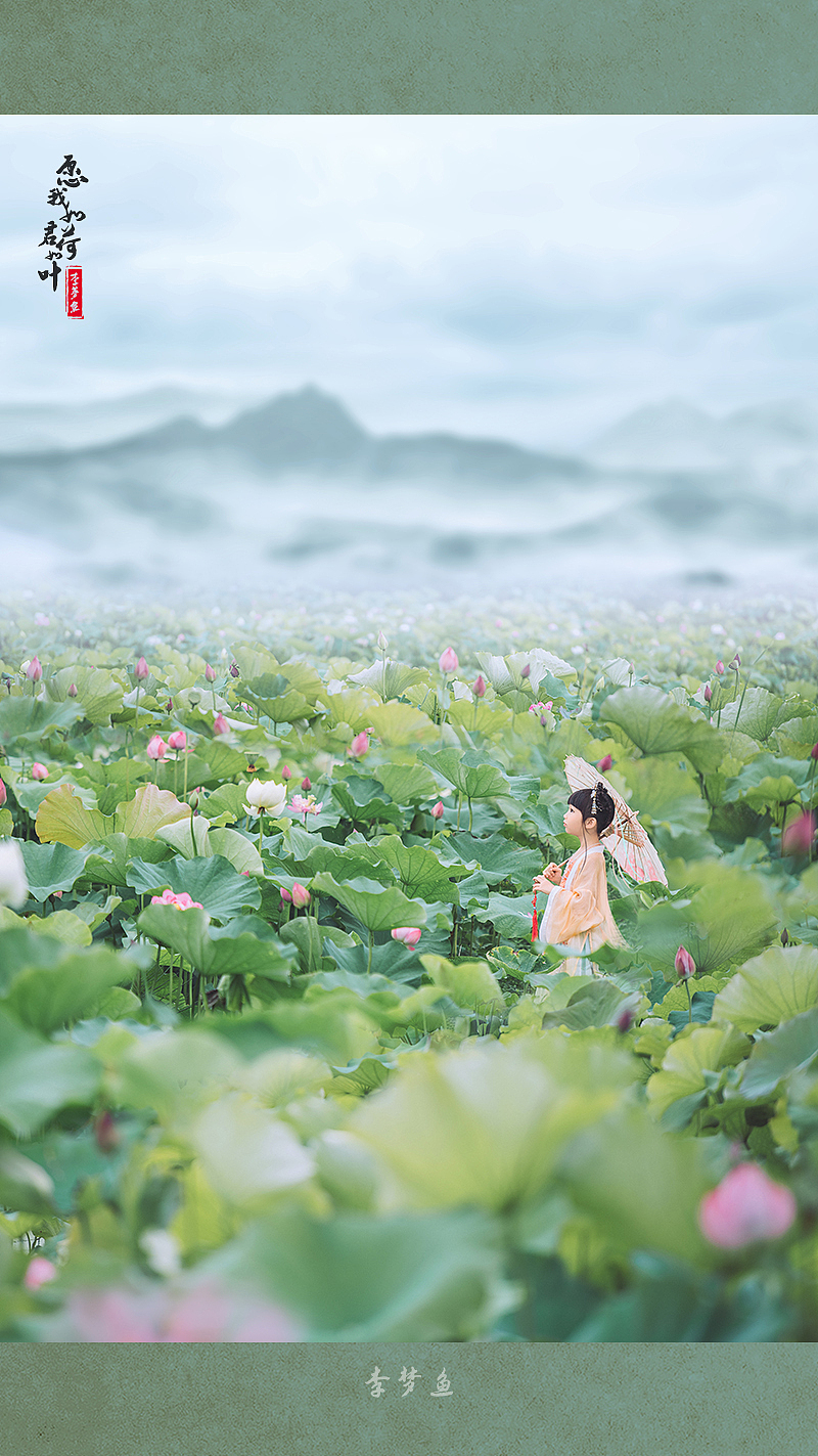 愿我如荷君如叶