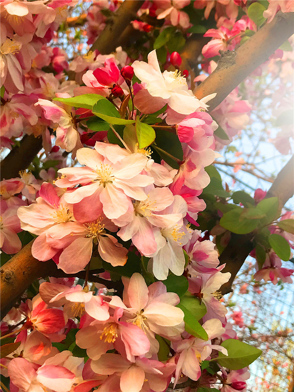 刘勇良手机纪实摄影盛开的海棠花