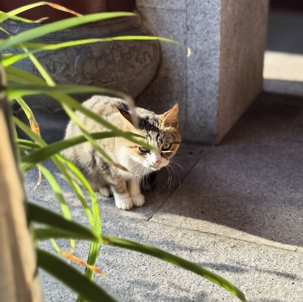面朝大海  春暖花开  ▏手机摄影