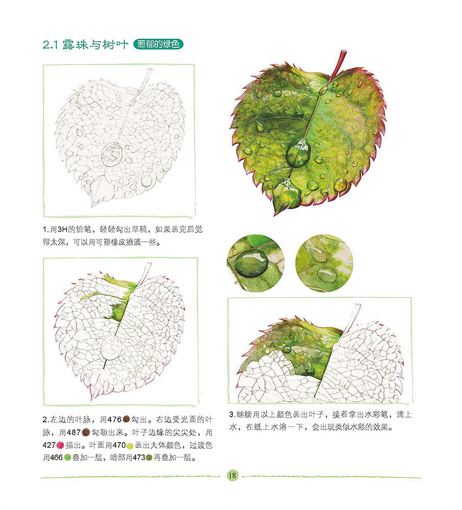 露珠与树叶的画法