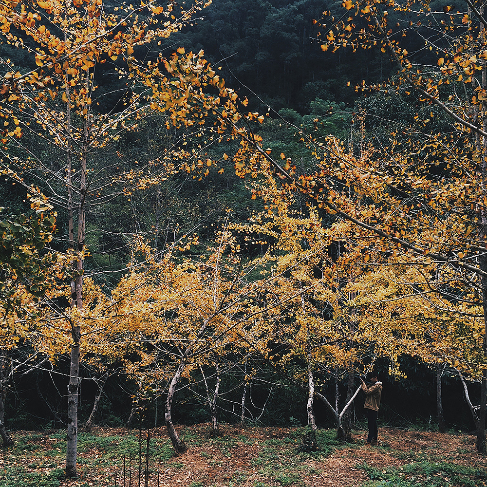 冷秋，银杏叶像蝴蝶一样..（图ZMjU0NzU4MzY=） - 风光摄影 - 站酷设计师KIKI7_原创素材 - 站酷ZCOOL