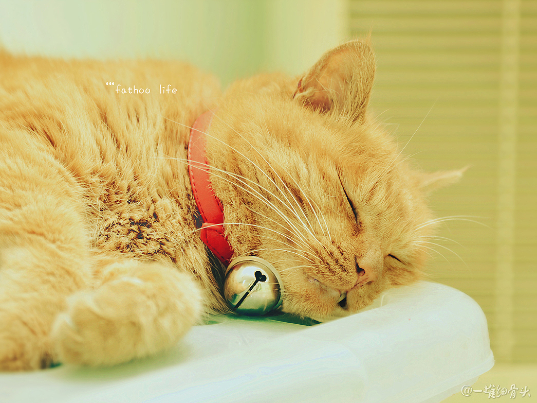 胖虎的日常（一）消魂睡姿集锦（图ZNTM1NTk2MzY=） - 宠物摄影 - 站酷设计师baggiokiva原创素材 - 站酷ZCOOL