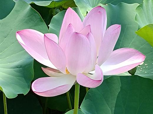 摄影作品｜夏荷