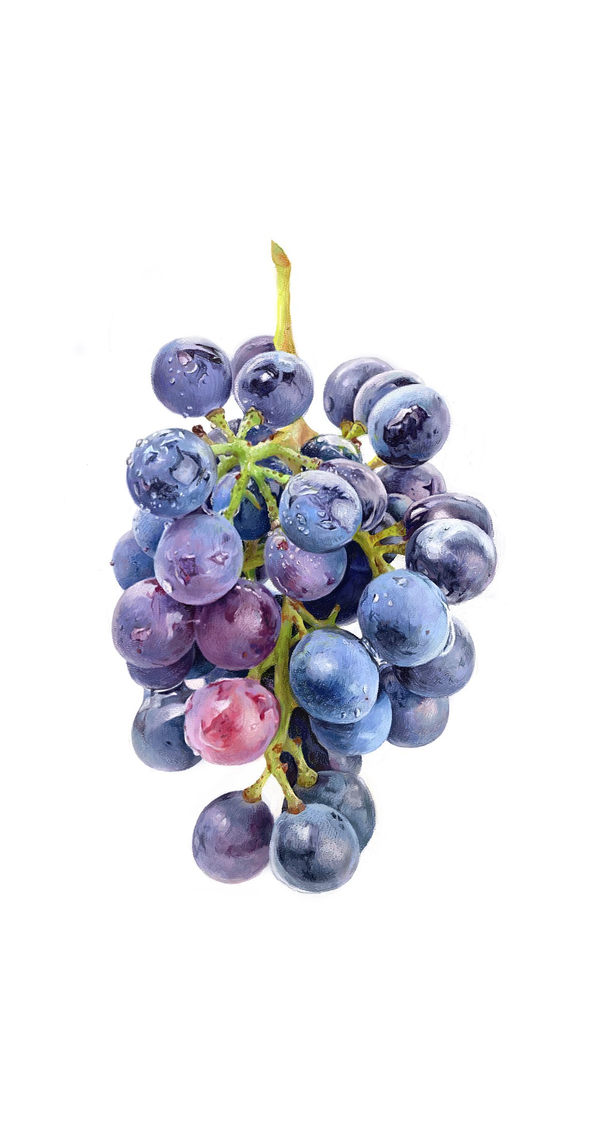 葡萄（图ZMTk1Mzc4ODE2） - 创作习作 - 站酷设计师佳尤原创素材 - 站酷ZCOOL