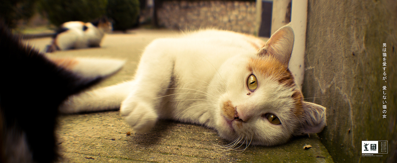 瞄子喵孙练习（图ZMzQ0MTA5MjQ=） - 宠物摄影 - 站酷设计师HAOHAO设计原创素材 - 站酷ZCOOL