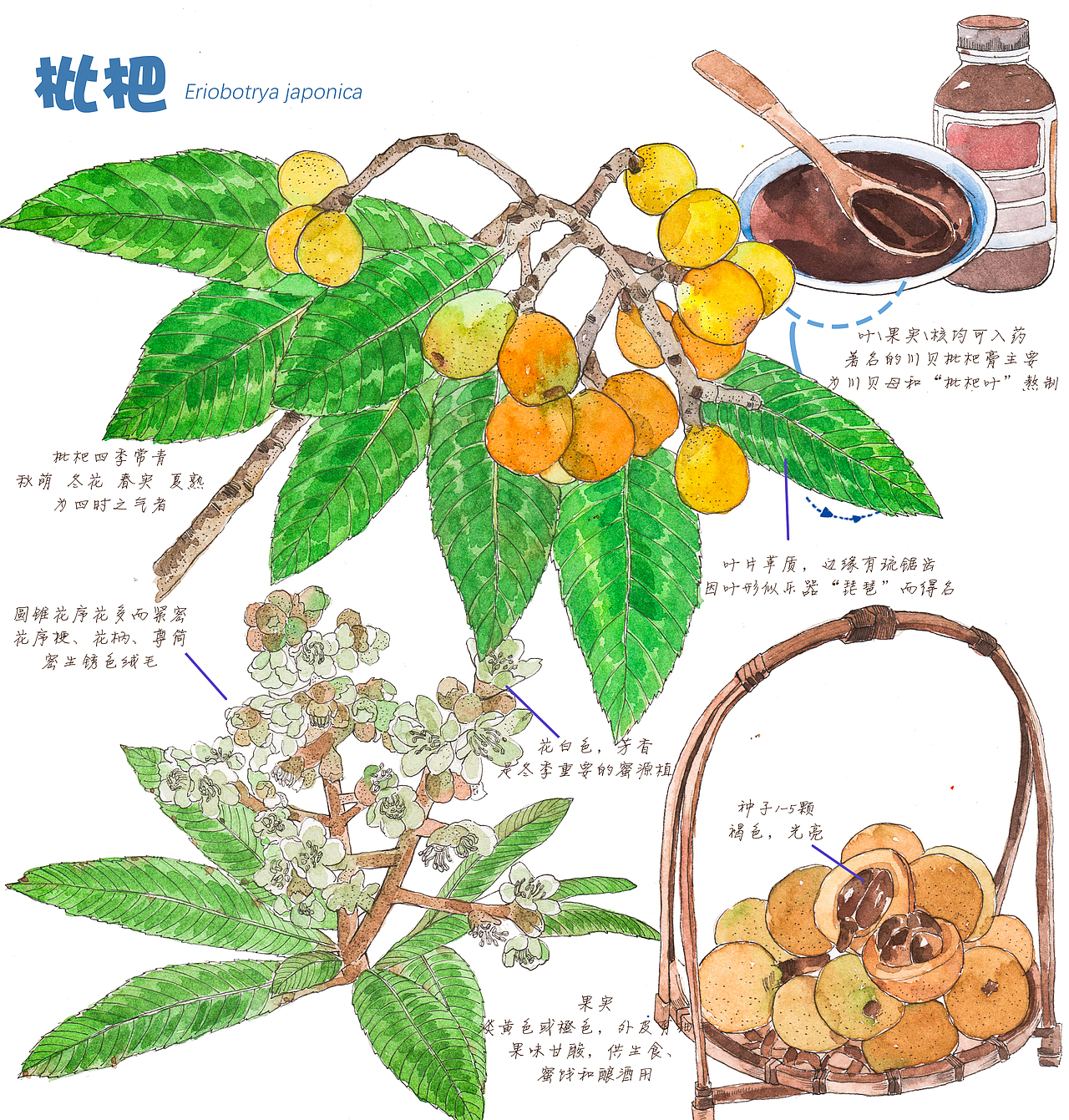 插畫-手繪水彩-中藥-枇杷（圖ZMzQ5NTI0NjM2） - 商業(yè)插畫 - 站酷設(shè)計(jì)師老合鳥子原創(chuàng)素材 - 站酷ZCOOL