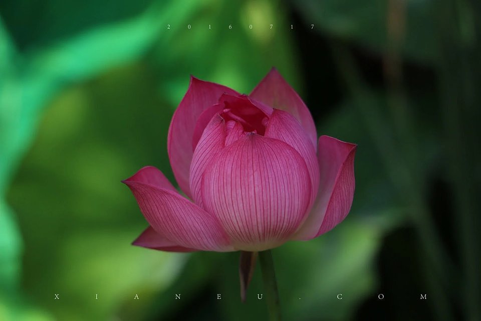 翠湖-荷花-20160717________________