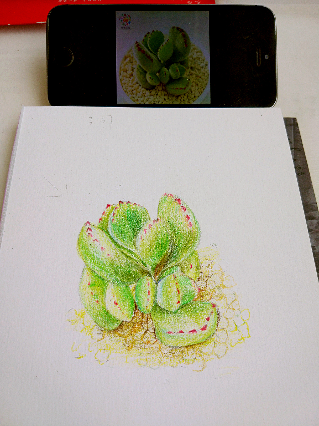 彩铅多肉 熊童子