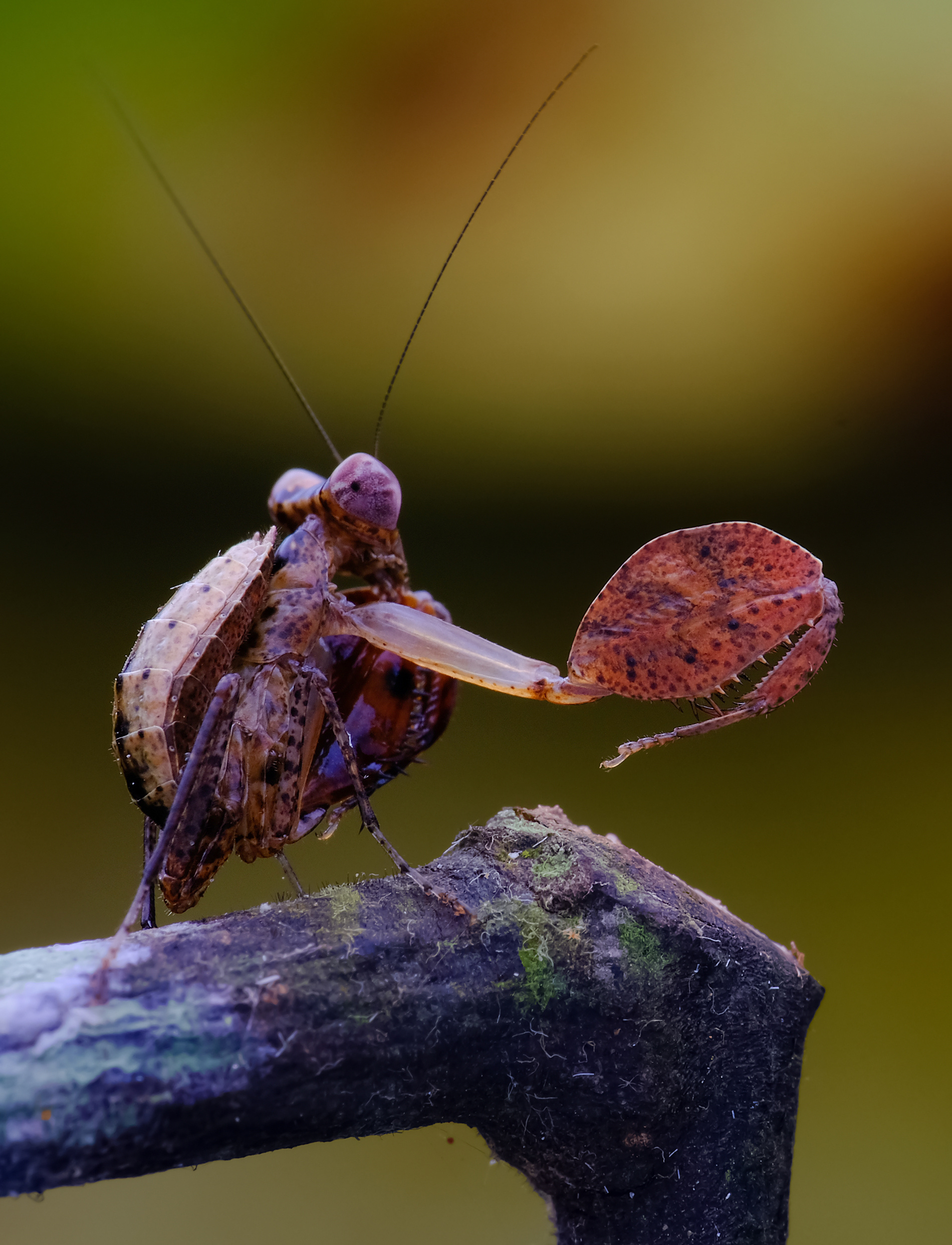 奇幻无穷的自然界-微摄|摄影|风光摄影|瓜哥微距摄影 - 原创作品