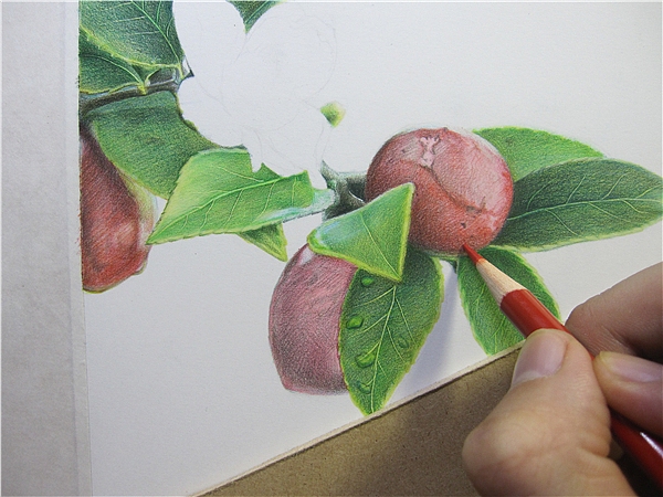 纸上彩铅油茶果1过程随录