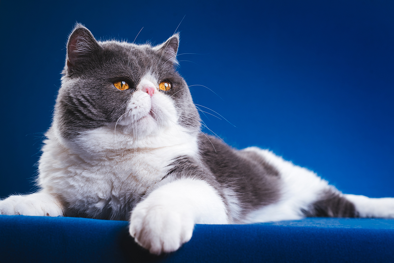 异国短毛猫柿饼儿和他的孩子们（图ZMTUyNTQ2Mjcy） - 宠物摄影 - 站酷设计师克查原创素材 - 站酷ZCOOL