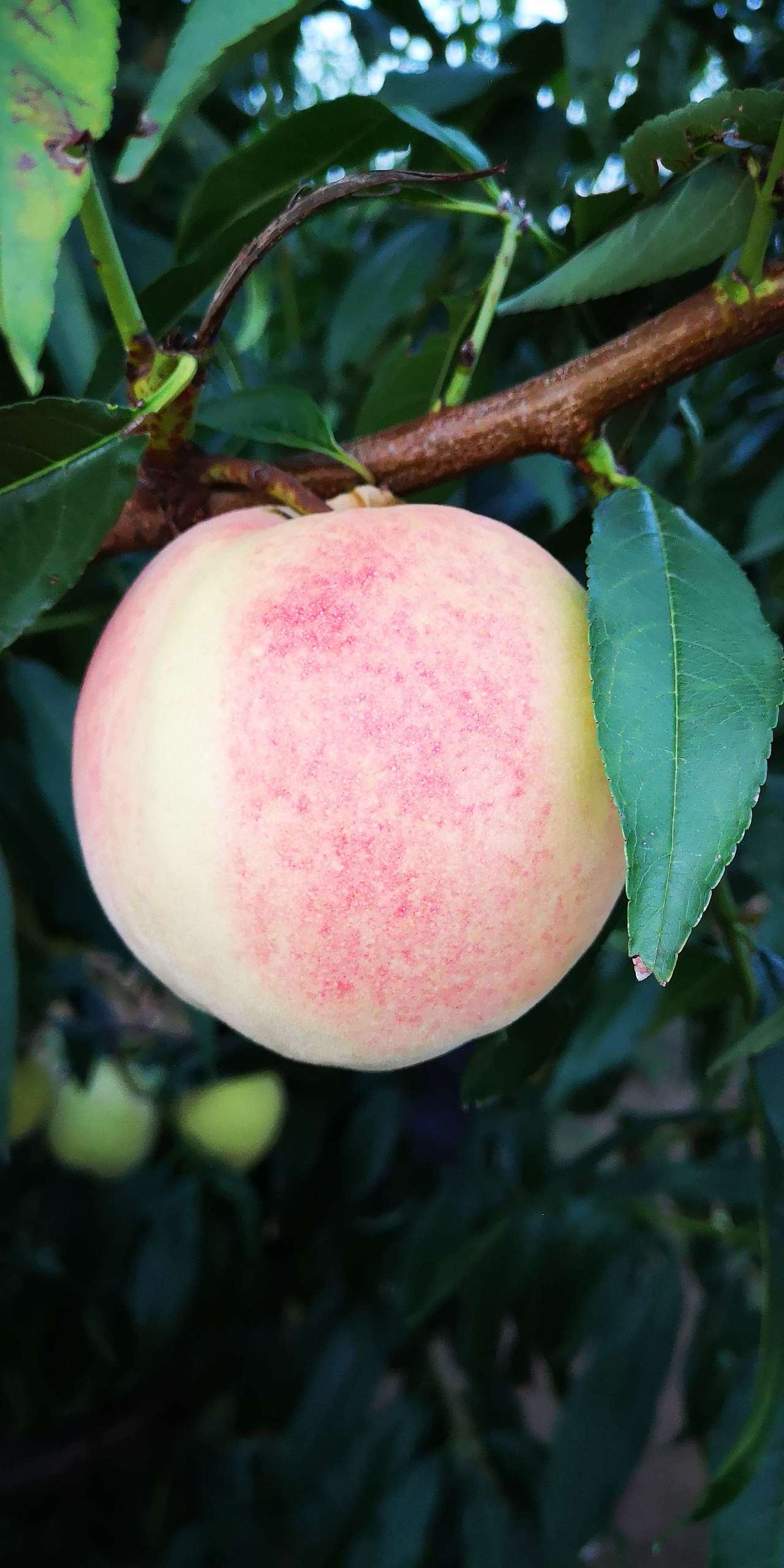 肥城桃（图ZMTM2NTE3NjEy） - 风光摄影 - 站酷设计师肥桃小子原创素材 - 站酷ZCOOL