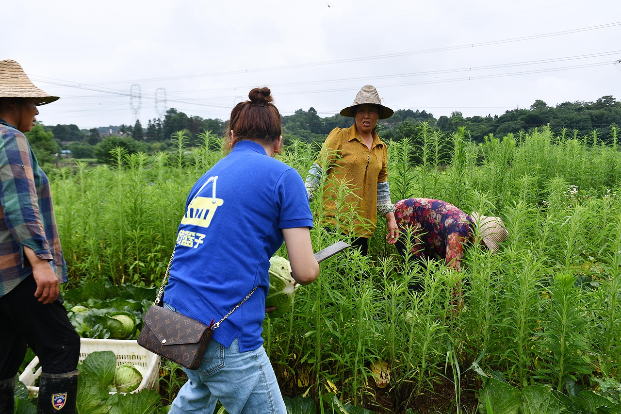 陈老汉出品 | 黄篮子生鲜连锁品牌VI视觉体系制造