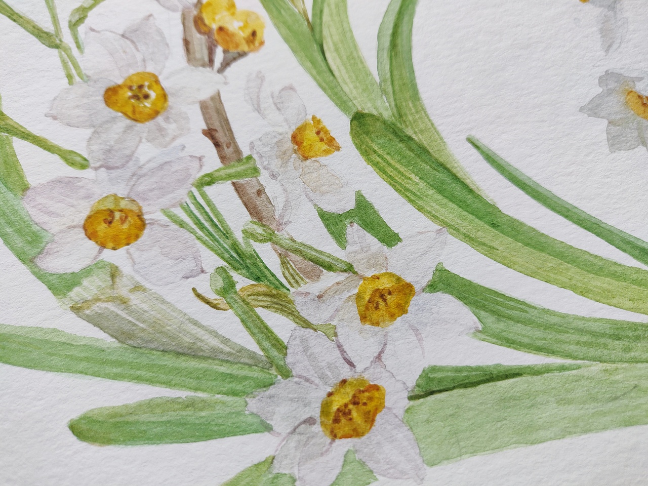 十二月花神 水仙花 腊梅花（图ZMjQyNTYxMjky） - 艺术插画 - 站酷设计师淂淇原创素材 - 站酷ZCOOL