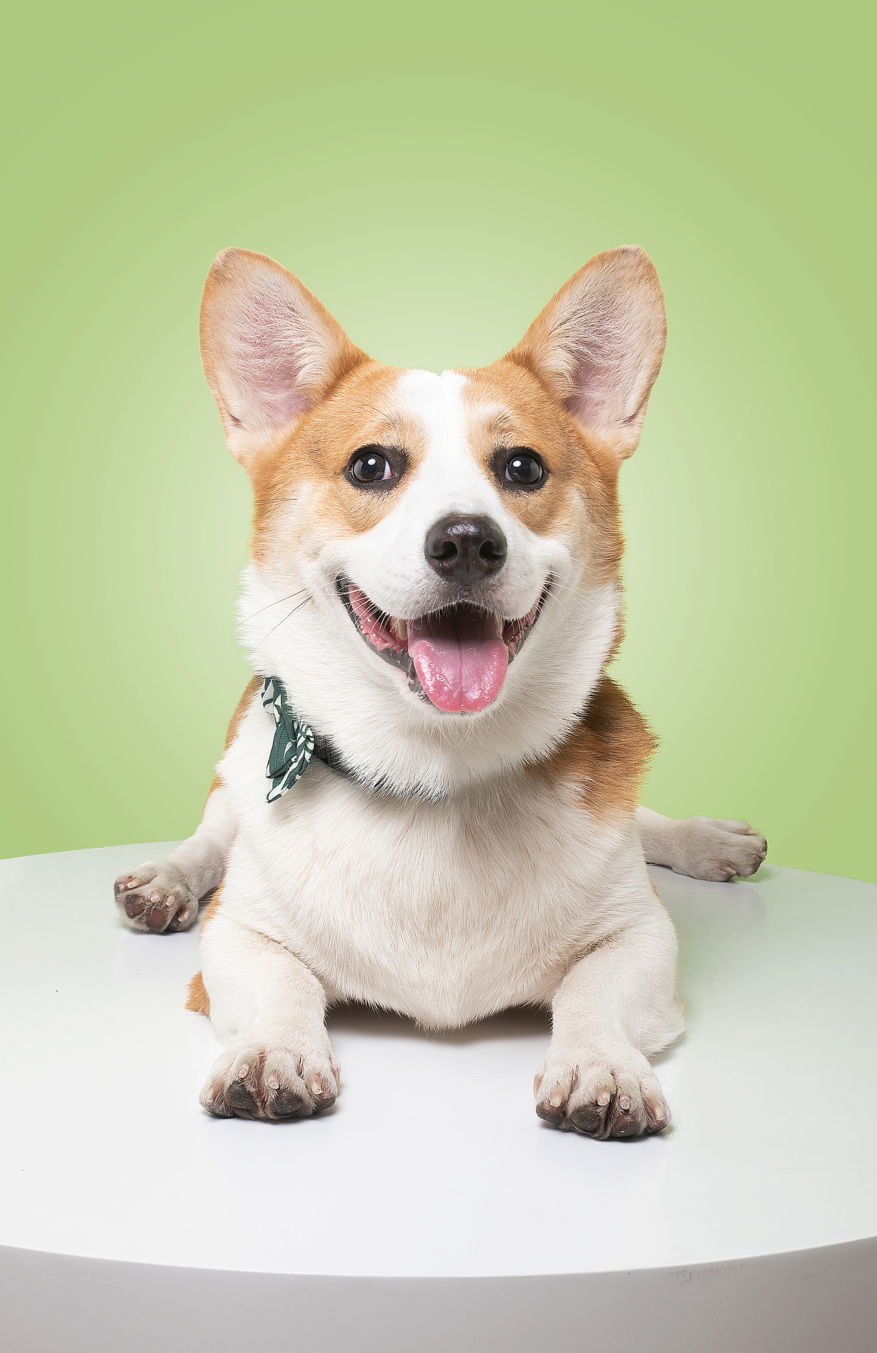 太空狗宠物摄影 柯基loki|摄影|宠物摄影|太空狗视觉 - 原创作品