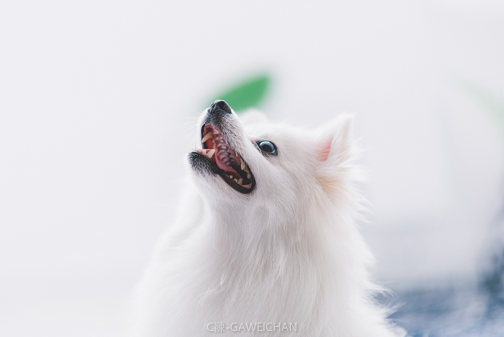 冰糖（客片）（图ZMTI0MDQxNzI4） - 宠物摄影 - 站酷设计师C陳GAWEICHAN原创素材 - 站酷ZCOOL