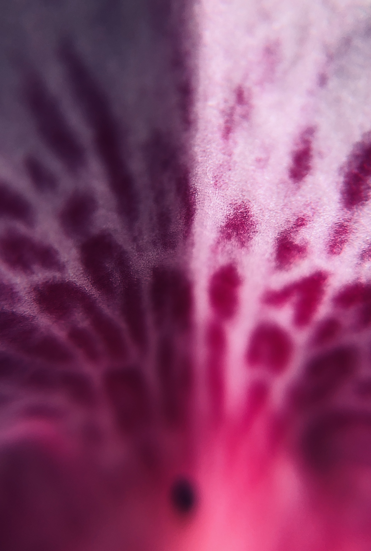 微距摄像（图ZMTUzMTAzMDY4） - 风光摄影 - 站酷设计师饼干咔嚓脆原创素材 - 站酷ZCOOL