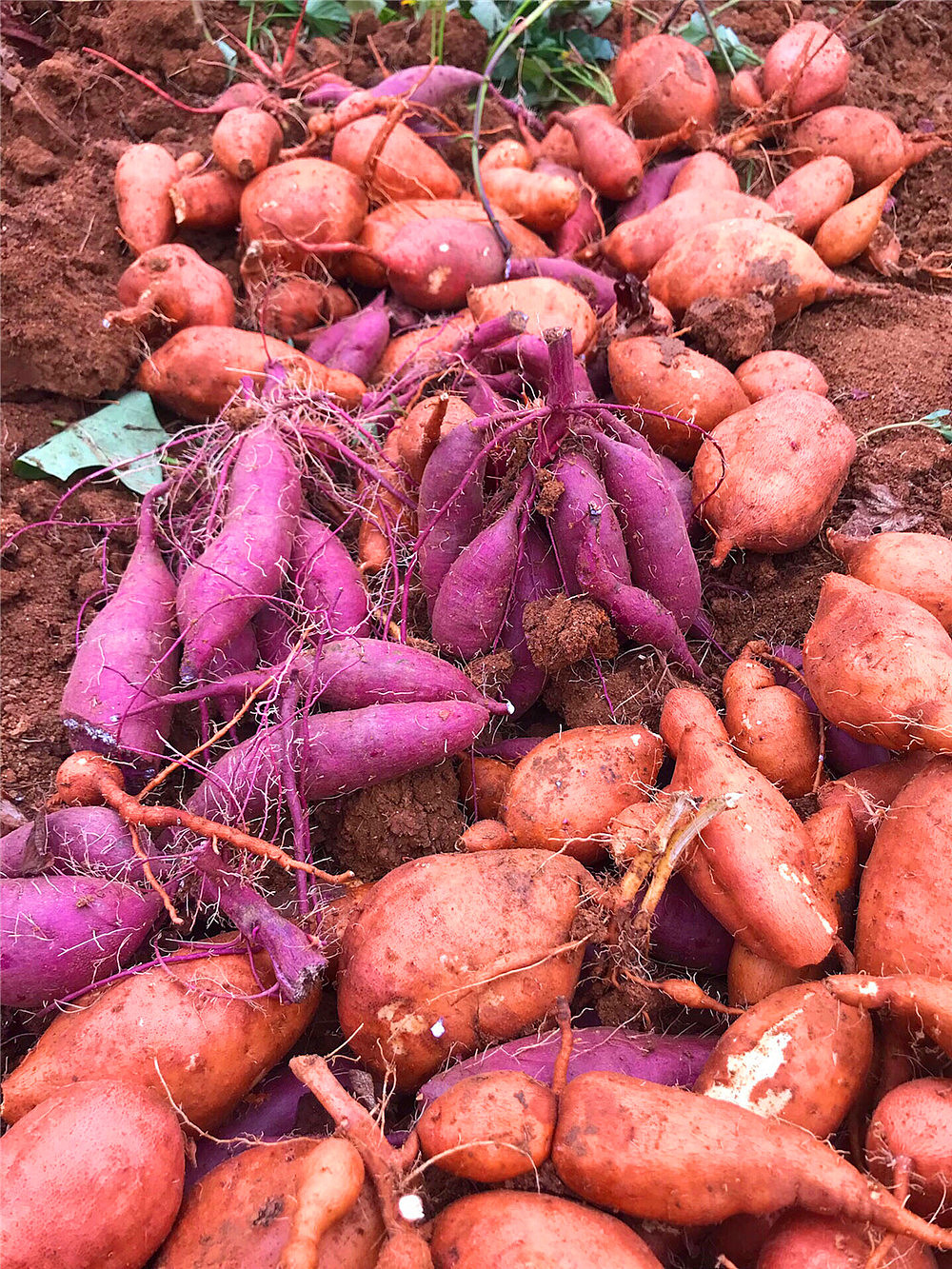 刘勇良手机纪实摄影:收获的季节