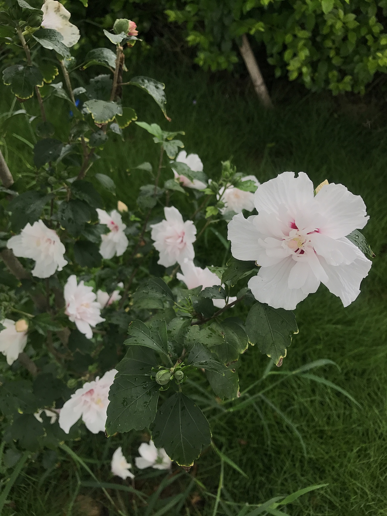 未闻花名（2017.06 随手拍）（图ZOTM1NTAyMjg=） - 风光摄影 - 站酷设计师sunweiT原创素材 - 站酷ZCOOL