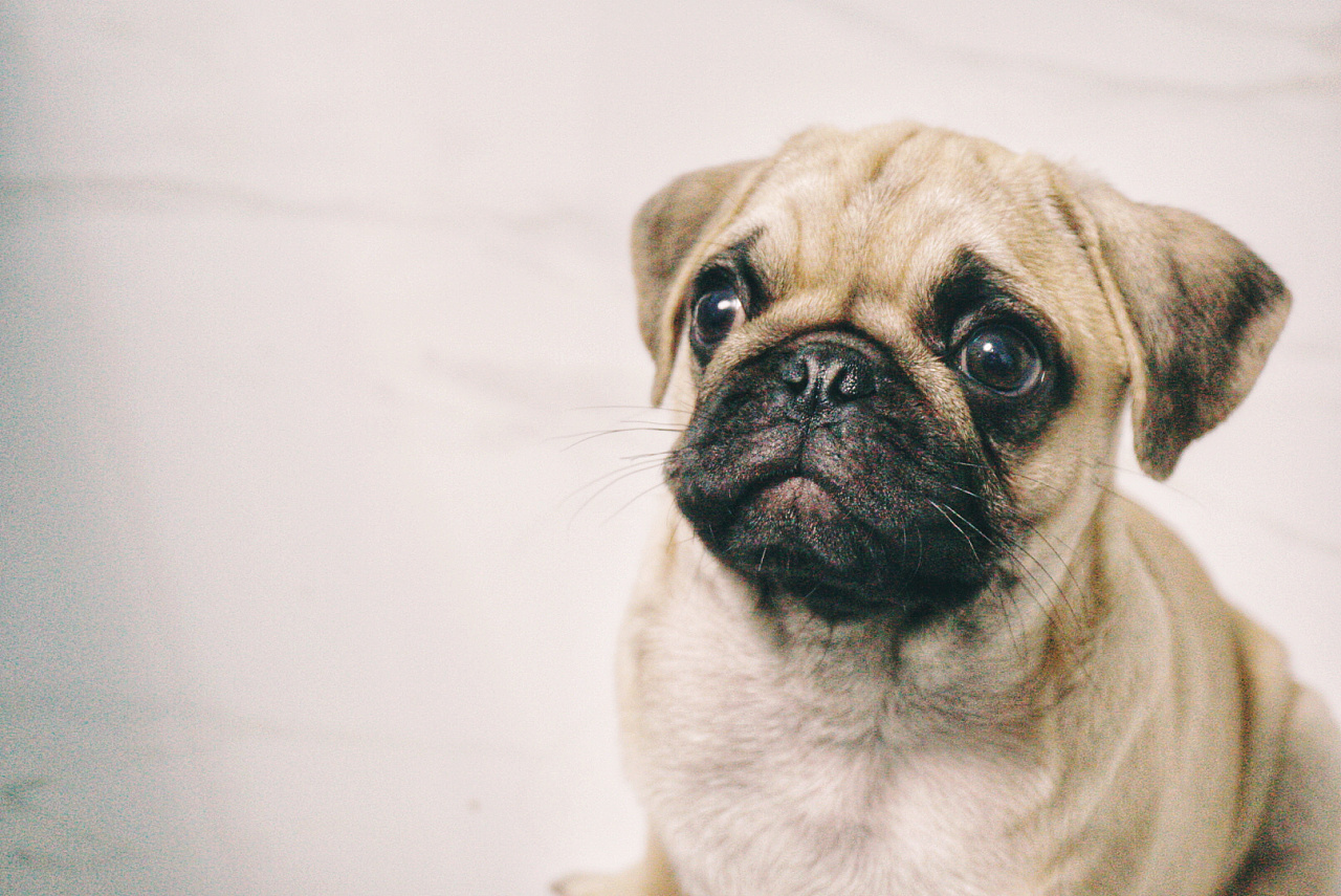 汪汪汪 拍一些小可爱