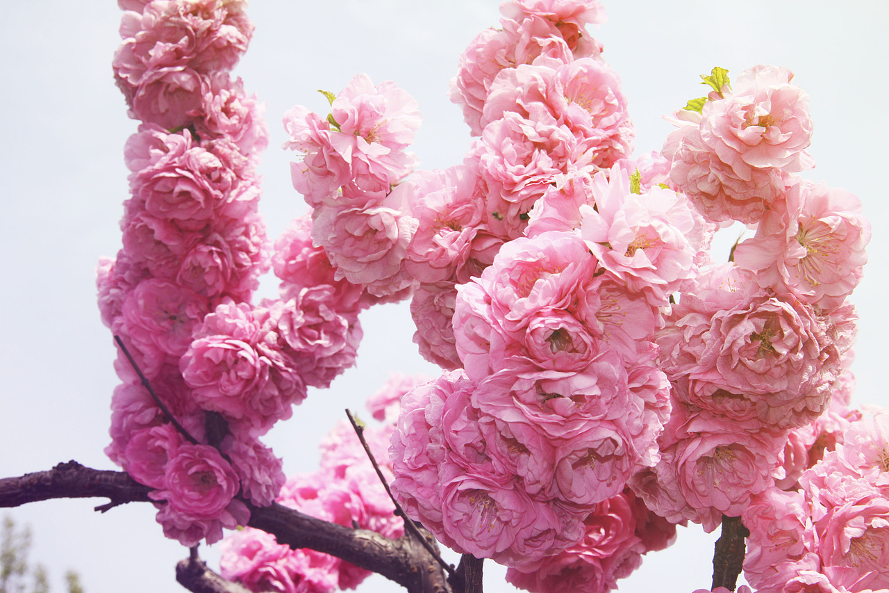 春花绚烂-夏天就这样悄悄地来了 也不管我想不想晒太阳