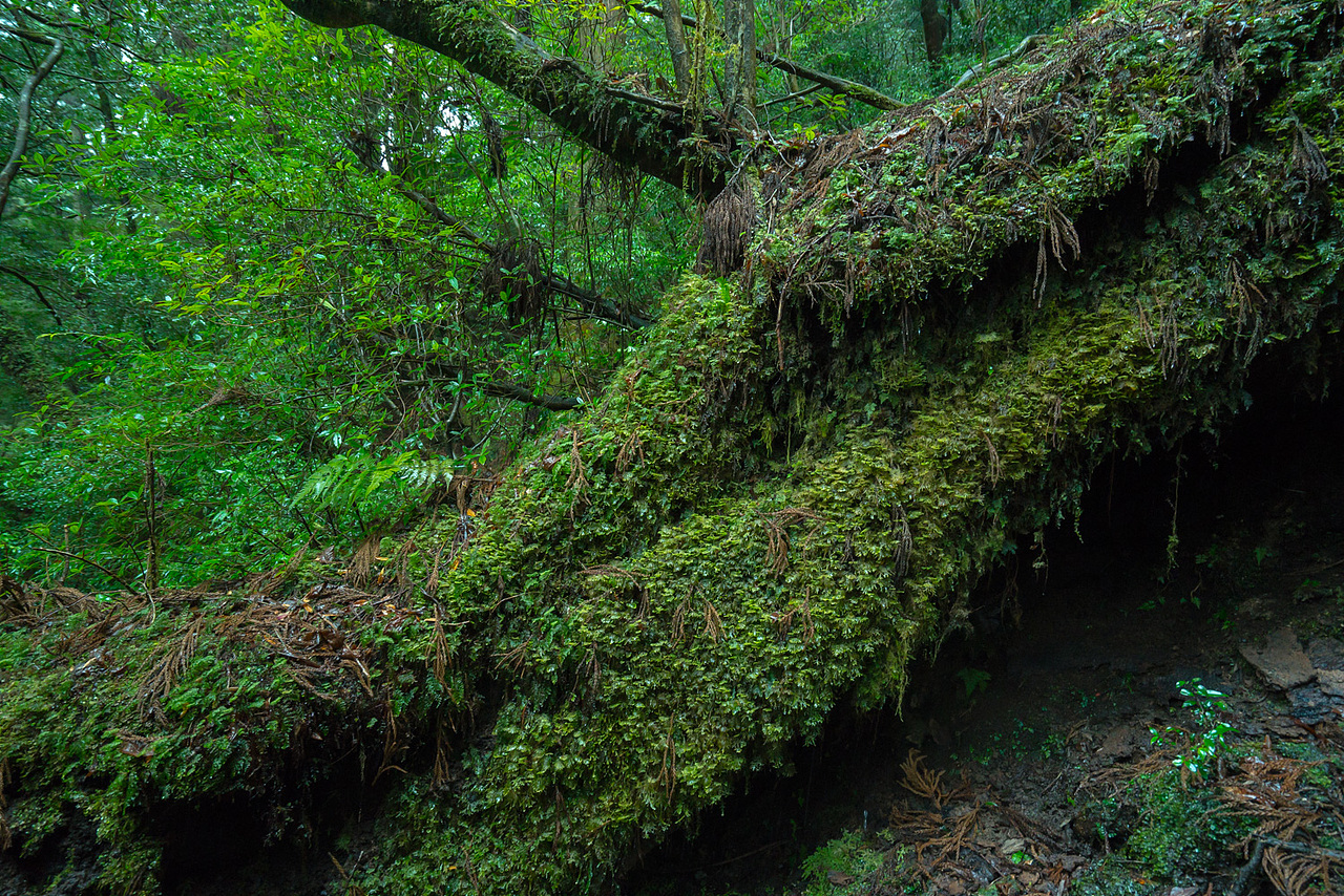 幽灵公主之森（图ZNzgwNzg4MzI=） - 风光摄影 - 站酷设计师和威HW原创素材 - 站酷ZCOOL