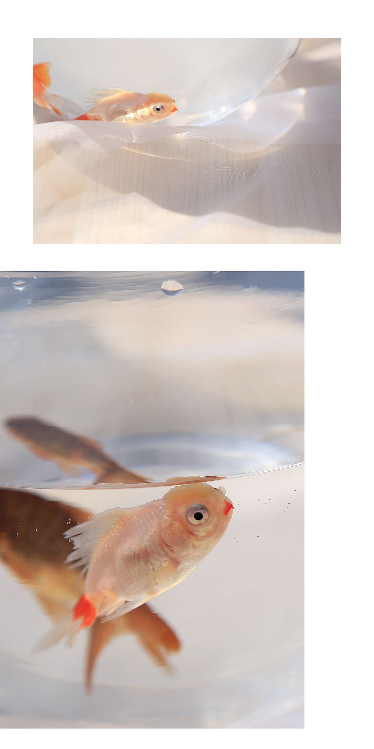小金鱼（图ZNzIwMjc5NjA=） - 宠物摄影 - 站酷设计师陈亦心原创素材 - 站酷ZCOOL