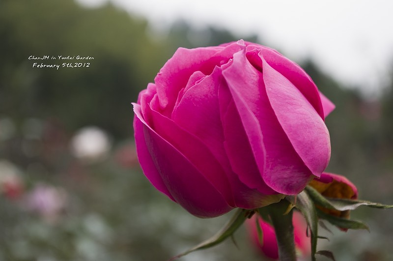 花語（圖ZNDk0MTY0NA==） - 風(fēng)光攝影 - 站酷設(shè)計(jì)師還珠哥哥原創(chuàng)素材 - 站酷ZCOOL