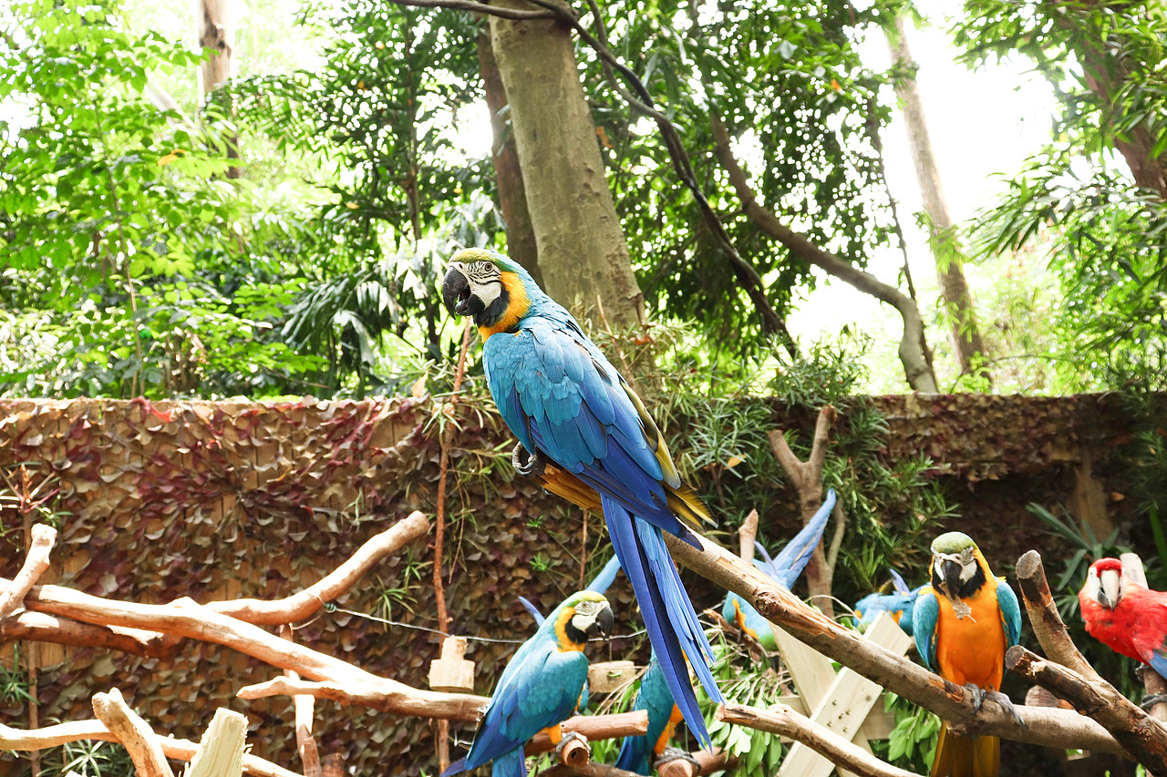 动物拍摄-广州长隆（图ZMjUxNjI3MTgw） - 风光摄影 - 站酷设计师D邓婕原创素材 - 站酷ZCOOL