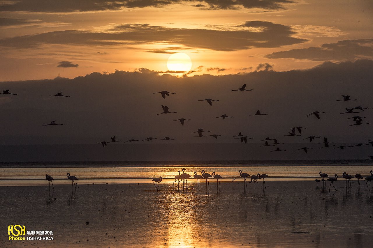 黑摄会出品《红色翅膀的诞生地——纳特龙湖》|摄影|风光|黑摄会_人在非洲 - 原创作品 - 站酷 (ZCOOL)
