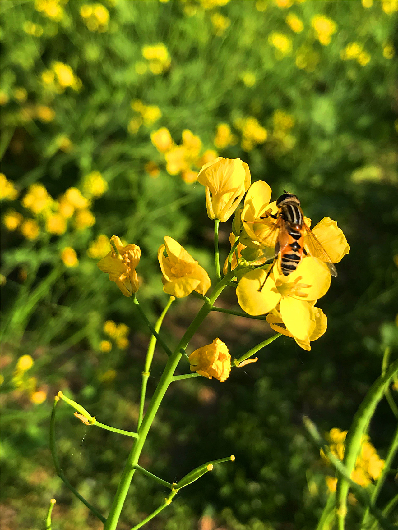 刘勇良手机纪实摄影:菜花香蜜蜂忙