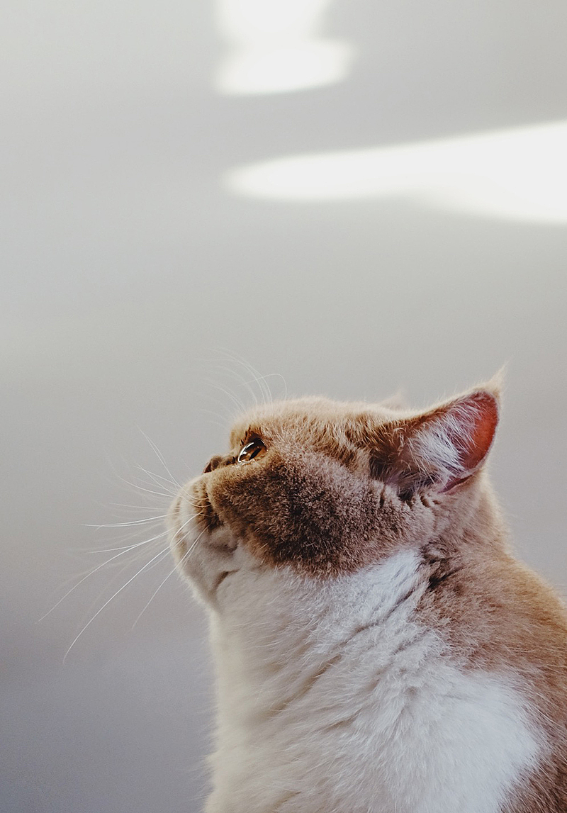 加菲猫朵朵 宠物摄影（图ZMTg1NDY3ODky） - 宠物摄影 - 站酷设计师_呼叫派大星原创素材 - 站酷ZCOOL