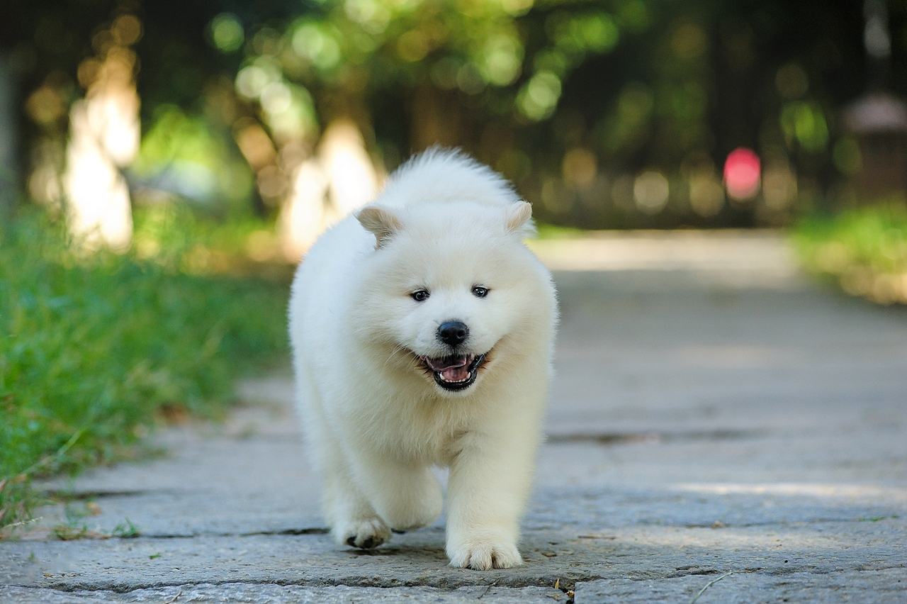 【均木纪实宠物摄影】记,一群松萨的奶汪们第一次郊游