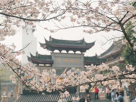 樱花