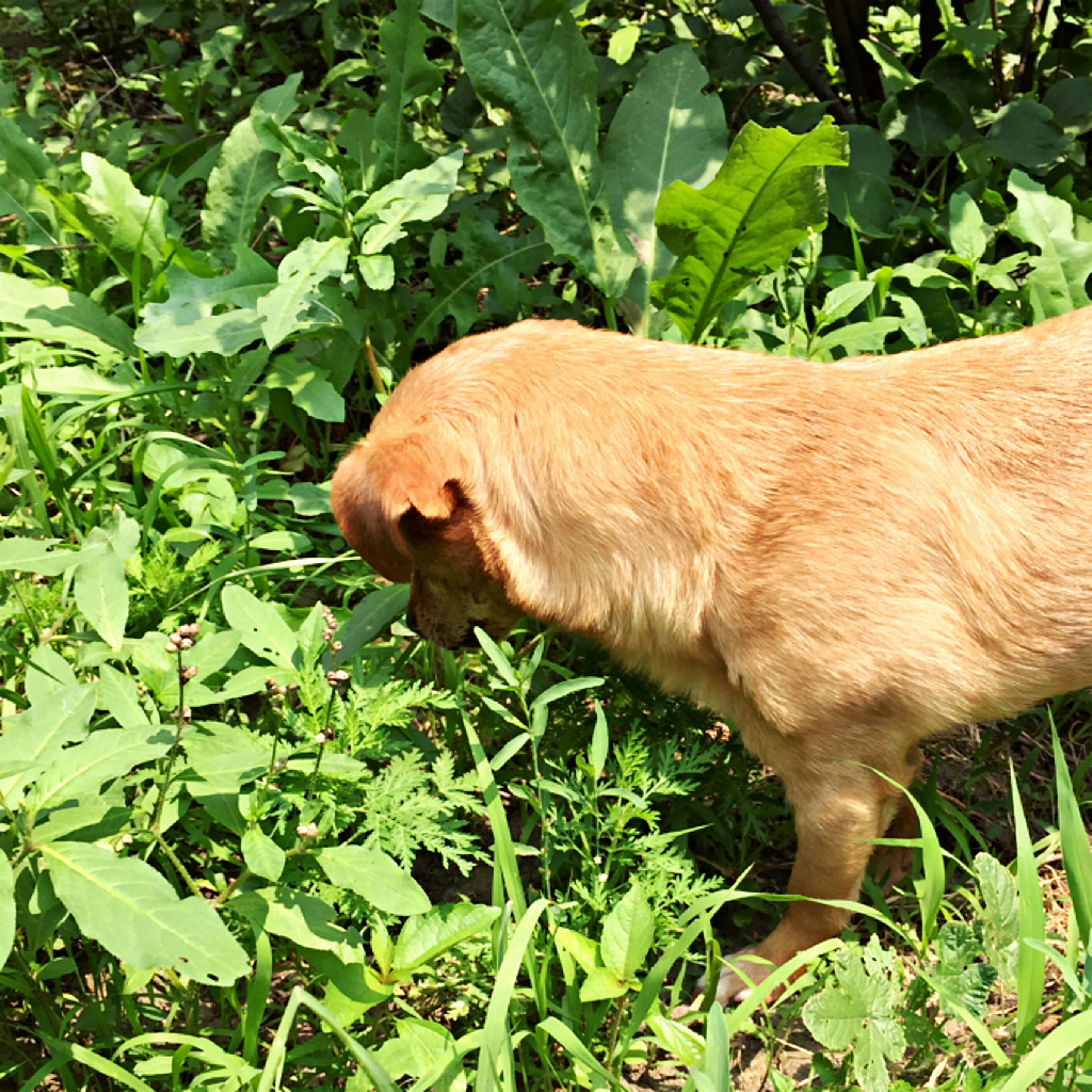 炫狗狂魔（图ZMTA1MDQ3Njgw） - 宠物摄影 - 站酷设计师NeverF原创素材 - 站酷ZCOOL