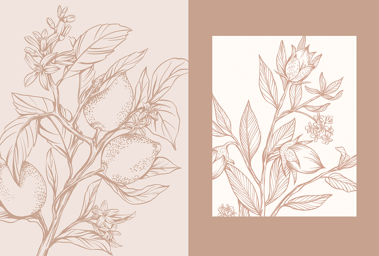 植物系书籍插画