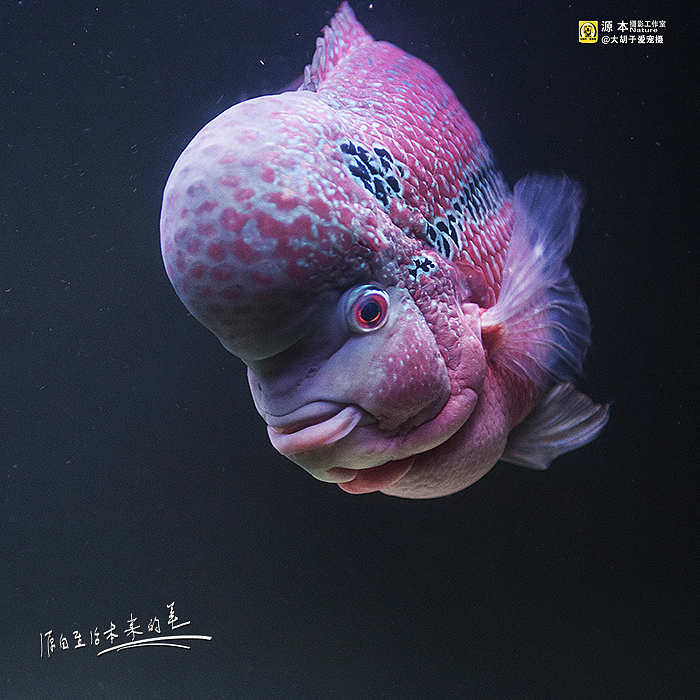罗汉（图ZMTA1OTAwNTI=） - 宠物摄影 - 站酷设计师naturephoto原创素材 - 站酷ZCOOL