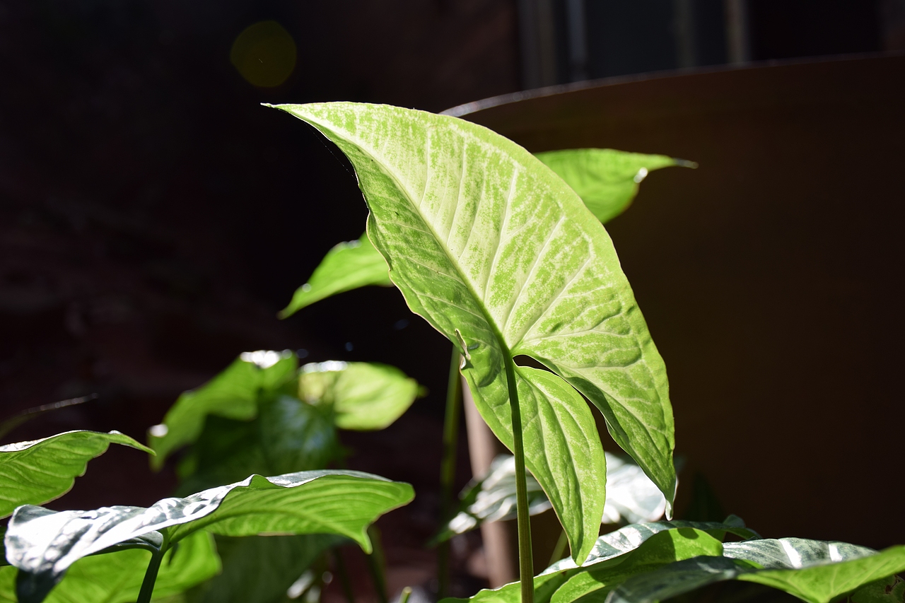 我言秋日胜春朝（图ZOTMyNjAyMDg=） - 风光摄影 - 站酷设计师Journey闪原创素材 - 站酷ZCOOL